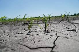 Diversifying crops will mitigate climate impact in India: Study