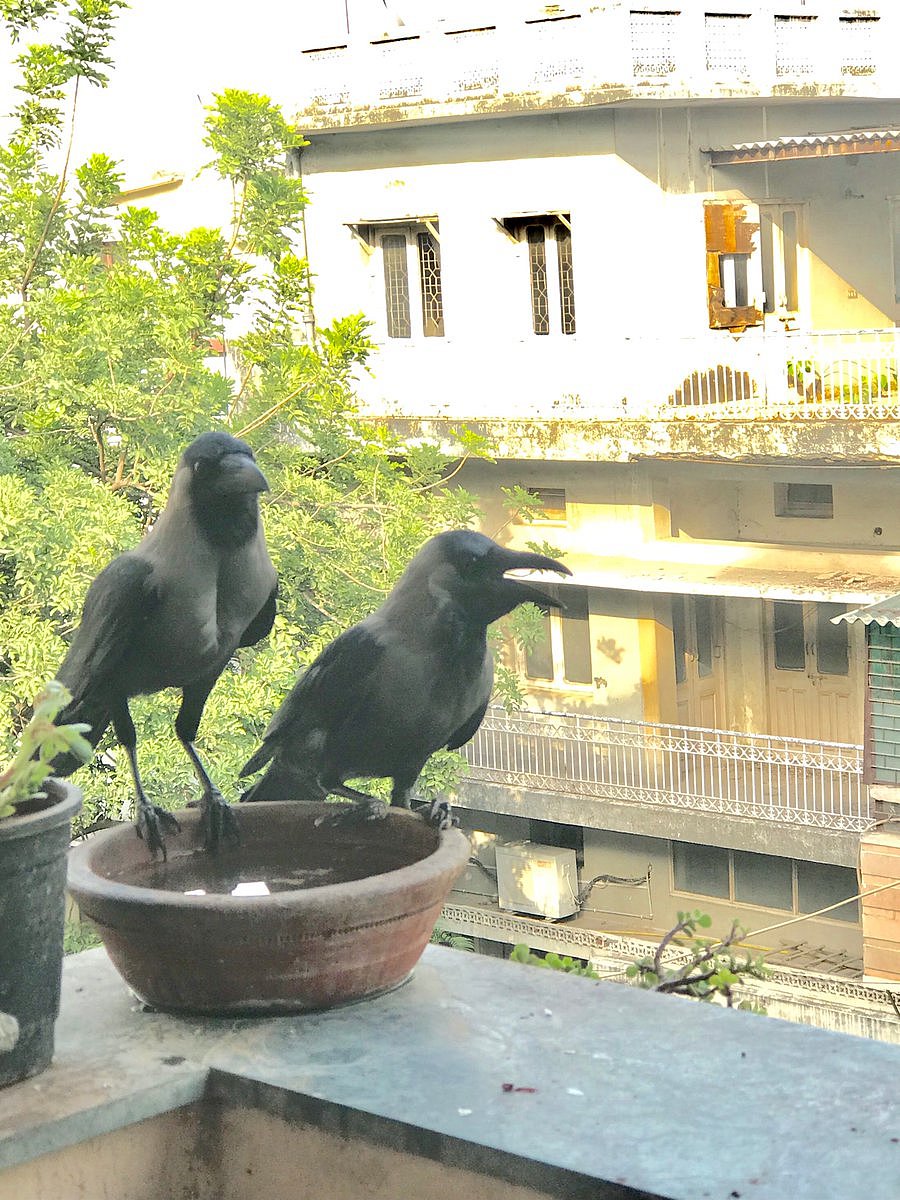 Even birds are having a tough time this summer (Twitter)