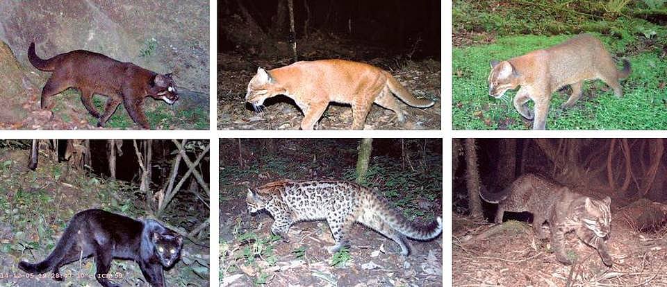 Idu-Mishmi tribe owned forests in Arunachal Pradesh sees six colour morphs of Asiatic golden cat