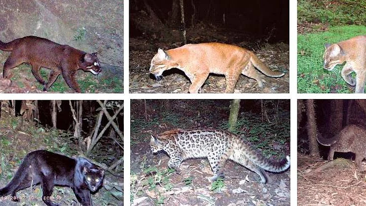 The various colour morphs of the Asiatic golden cat: (clockwise from top) cinnamon, golden, gray, melanistic, ocelot and tightly rosetted