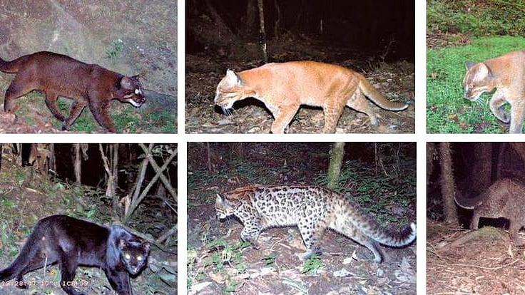 The various colour morphs of the Asiatic golden cat: (clockwise from top) cinnamon, golden, gray, melanistic, ocelot and tightly rosetted