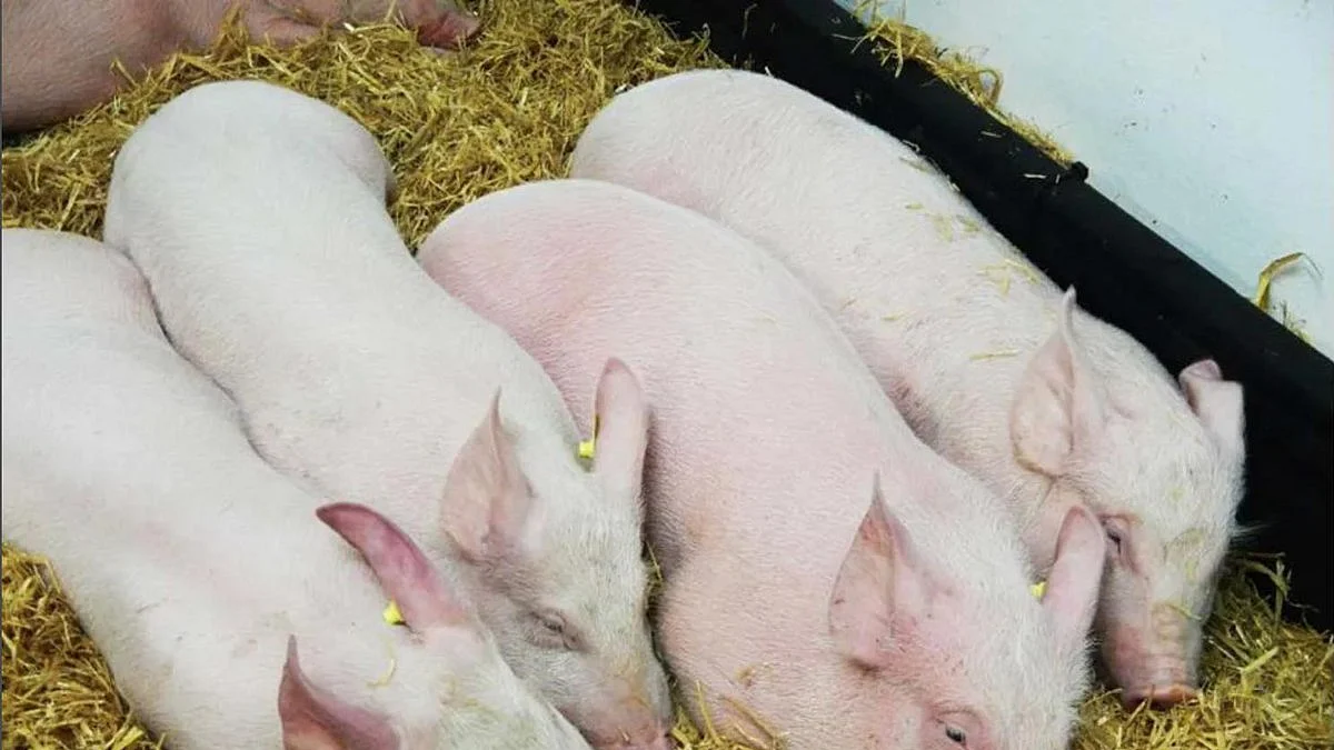 Vietnam culls over 2.84 million pigs amid African swine fever spread