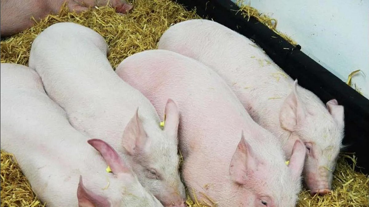 Vietnam culls over 2.84 million pigs amid African swine fever spread