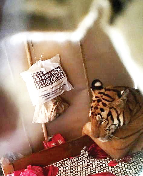 Tigress in bed: trespasser or a victim?