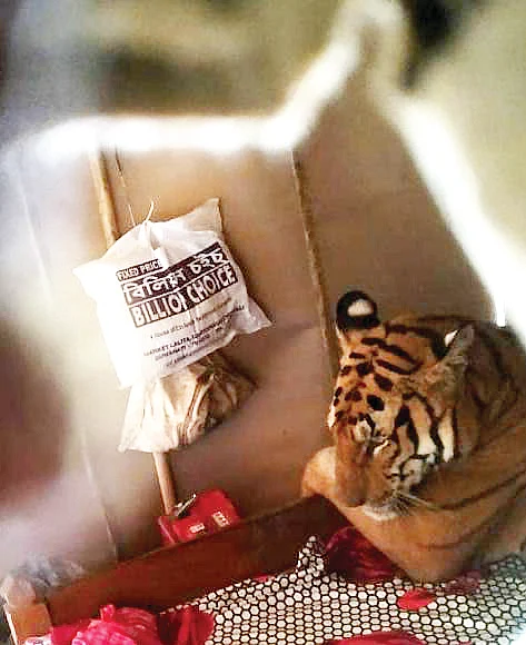 Tigress in bed: trespasser or a victim?