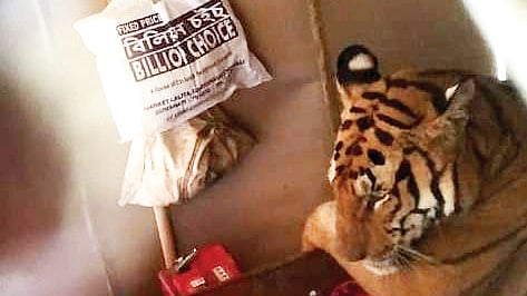 Tigress in bed: trespasser or a victim?