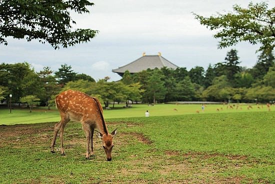 Deer at sacred Nara Park in Japan dying of eating plastic