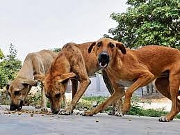Dumped baby girl saved by stray dogs