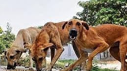 Dumped baby girl saved by stray dogs
