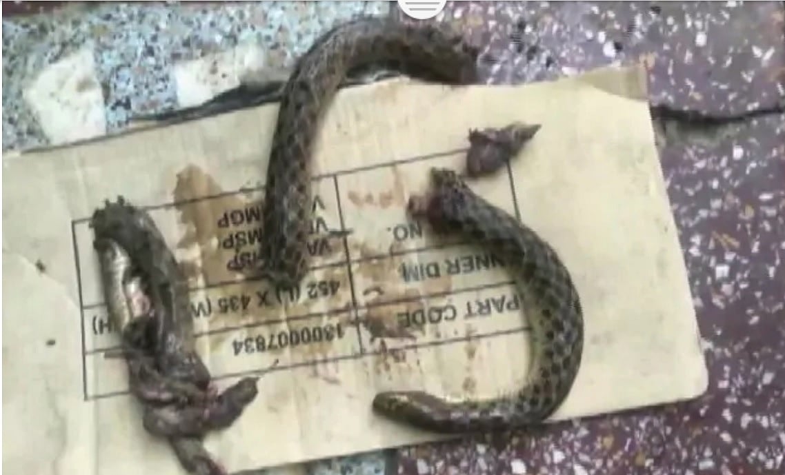 Drunk UP man bites a snake to death, lands in hospital