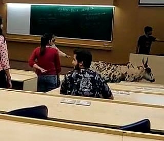 WATCH | Stray cow takes a stroll in IIT-B lecture hall