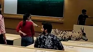 WATCH | Stray cow takes a stroll in IIT-B lecture hall