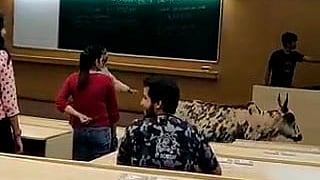 WATCH | Stray cow takes a stroll in IIT-B lecture hall