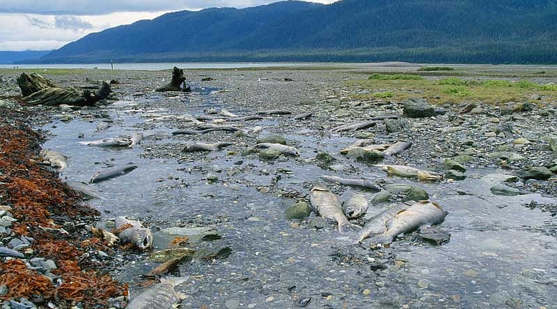 Alaska records  highest temperature ever amid heatwave