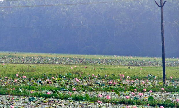 Muslim village that grows lotus for temples, supplied them for PM Modi’s function