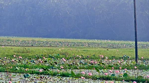 Muslim village that grows lotus for temples, supplied them for PM Modi’s function