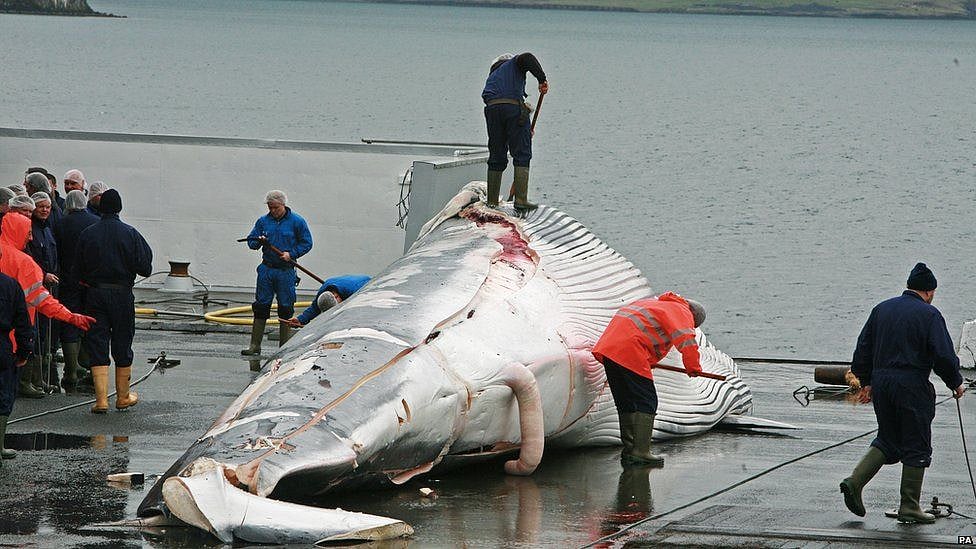 Commercial whaling resumed in Japan after 31 years