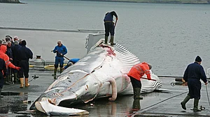 Commercial whaling resumed in Japan after 31 years