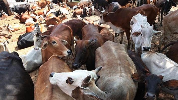 Cow ‘trader’ opens fire, beaten up in Alwar