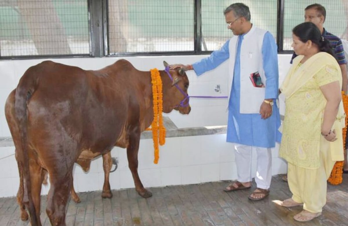 Cow only animal that inhales, exhales oxygen, says Uttarakhand CM Rawat