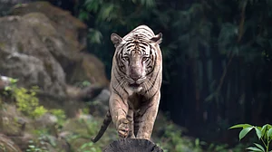 PTI Photo