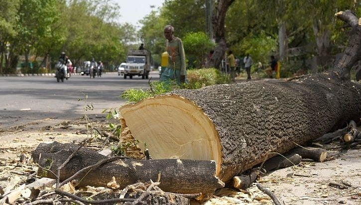 Modi govt cuts down more than 1 crore trees in 5 years for ‘development’, plans to fell more