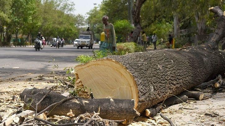 Modi govt cuts down more than 1 crore trees in 5 years for ‘development’, plans to fell more