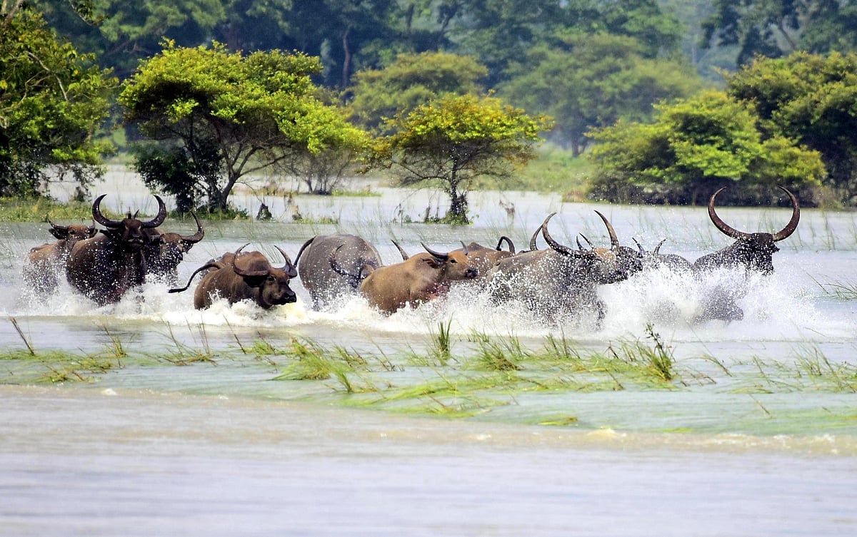 Assam floods: 67 persons, 187 animals dead so far