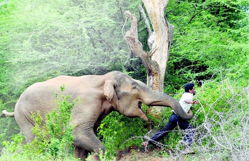 Tuskers continue to wreak havoc in UP, Jharkhand and Odisha 