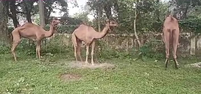 6 Camels in police station keep Assam cops on toes for over 2 weeks!