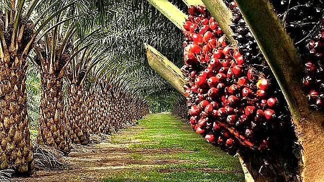Oil palm best bet to reduce cooking oil imports      