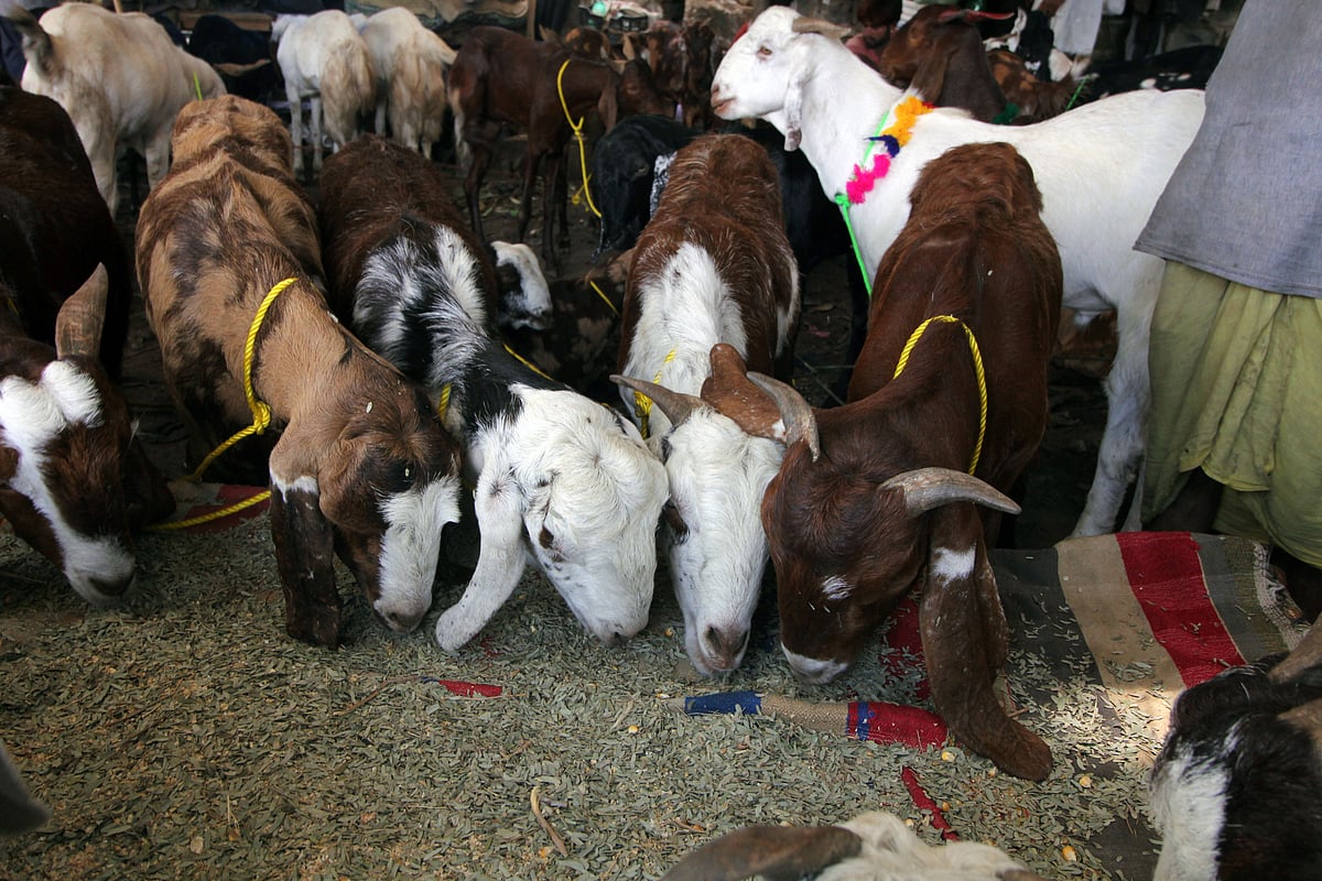 Gujarat: Animal sacrifice prohibited in public in Ahmedabad, Surat