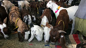Gujarat: Animal sacrifice prohibited in public in Ahmedabad, Surat