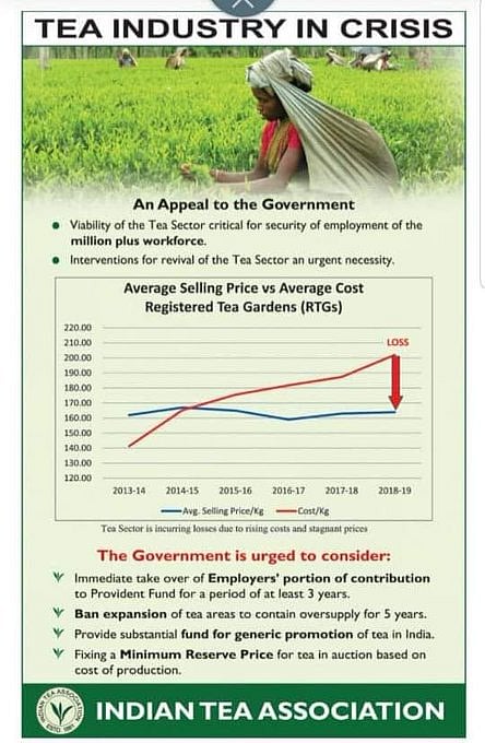 Tea industry in crisis with rising cost, stagnant price, Plantation Association seeks ban on areas expansion