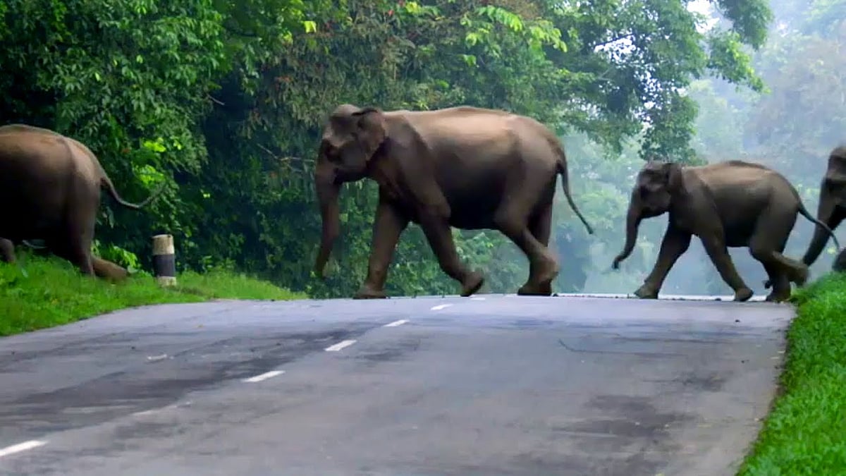 Three elephants killed by speeding truck in Odisha