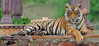 India’s tigers, lions, leopards face a new deadly threat
