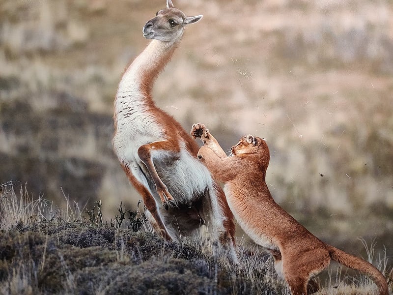 World press photo