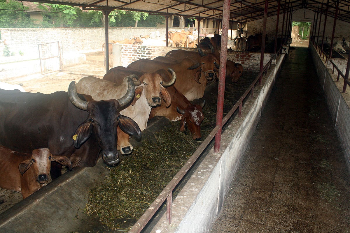 100 cows dead in Vijayawada gaushala  