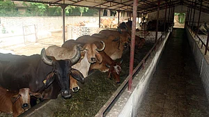 100 cows dead in Vijayawada gaushala