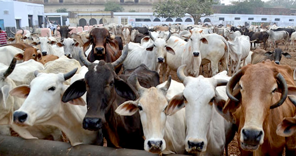 BJP leader Bhukkal Nawab to tie ‘rakhi’ to cows