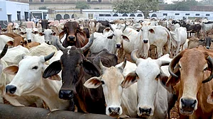 BJP leader Bhukkal Nawab to tie ‘rakhi’ to cows
