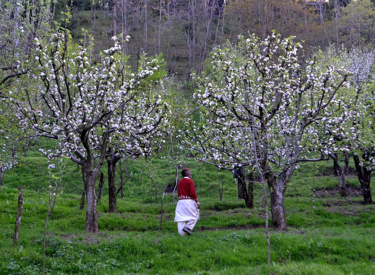 Lockdown in Jammu and Kashmir: Kashmiri apple growers, cricket bat makers face losses  