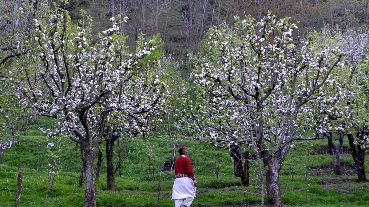 Lockdown in Jammu and Kashmir: Kashmiri apple growers, cricket bat makers face losses  