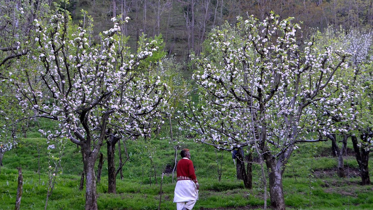 Lockdown in Jammu and Kashmir: Kashmiri apple growers, cricket bat makers face losses  