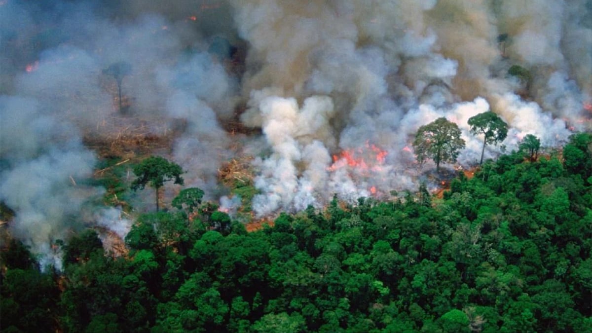 The Amazon, which provides around 20 percent of the total clean air to Earth, has been on fire for three weeks now.