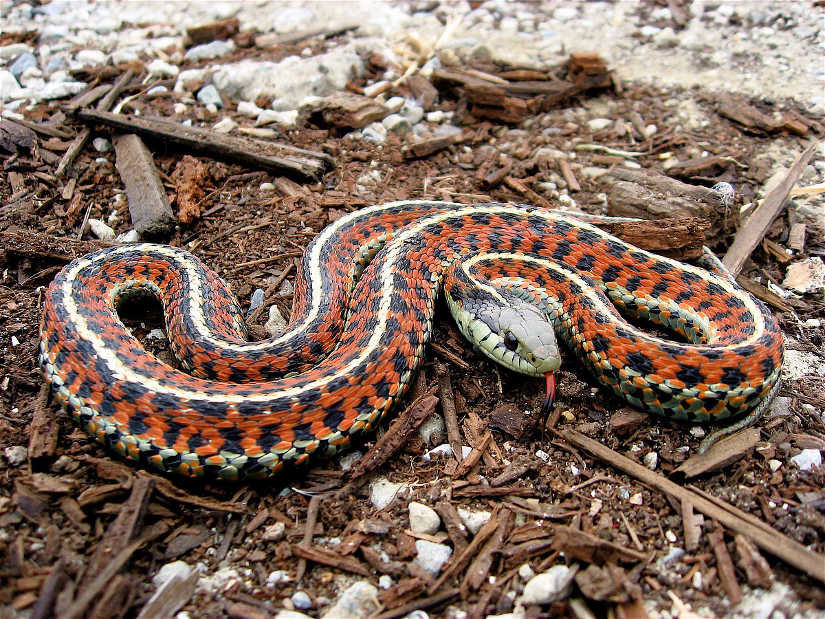 Woman sits on snakes, gets bitten and dies  