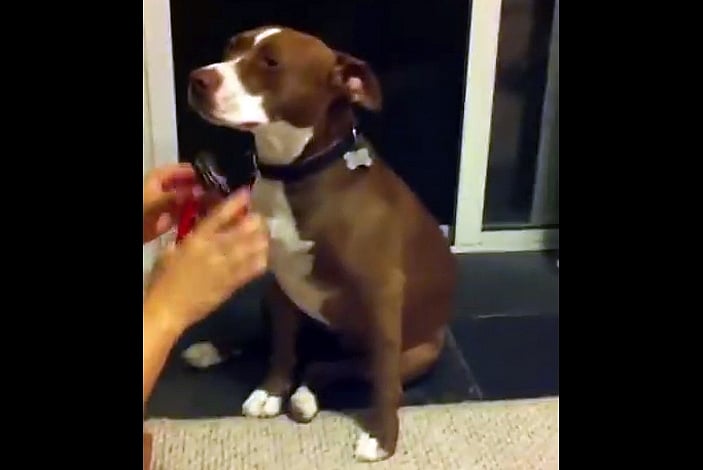 Watch: Video of pit bull pretending to faint goes viral  