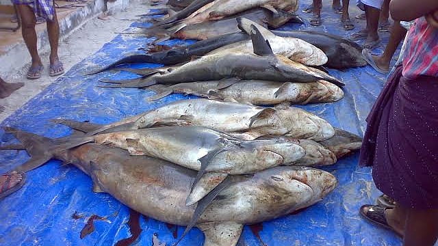 Shark market in Kerala