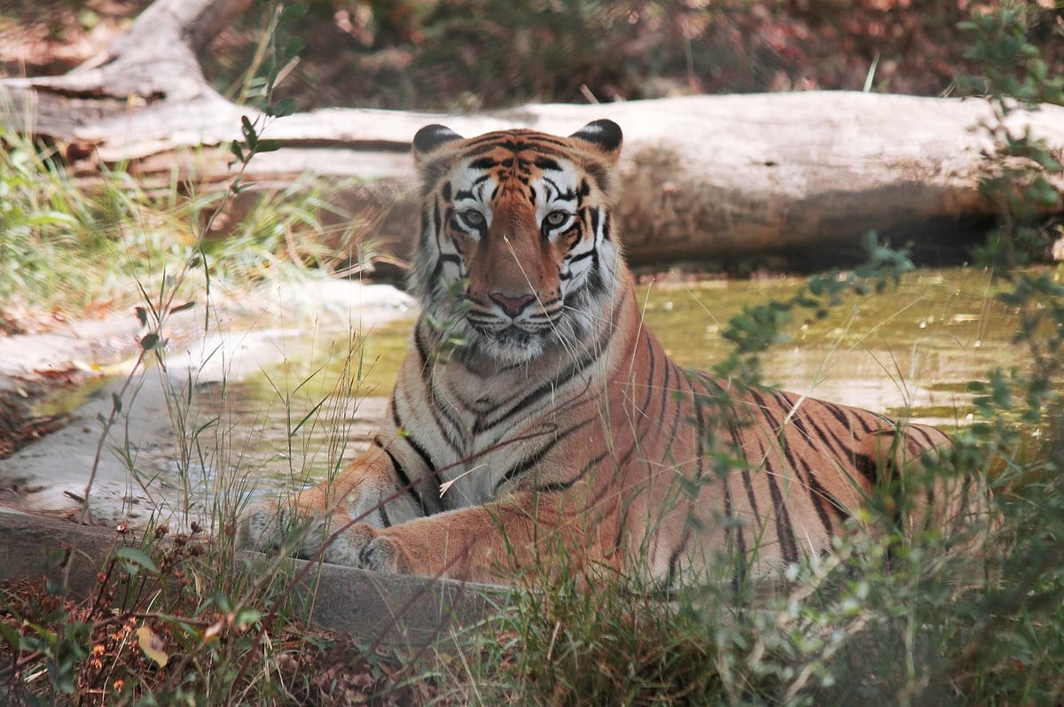 Tiger kills man outside reserve forest in Bihar  
