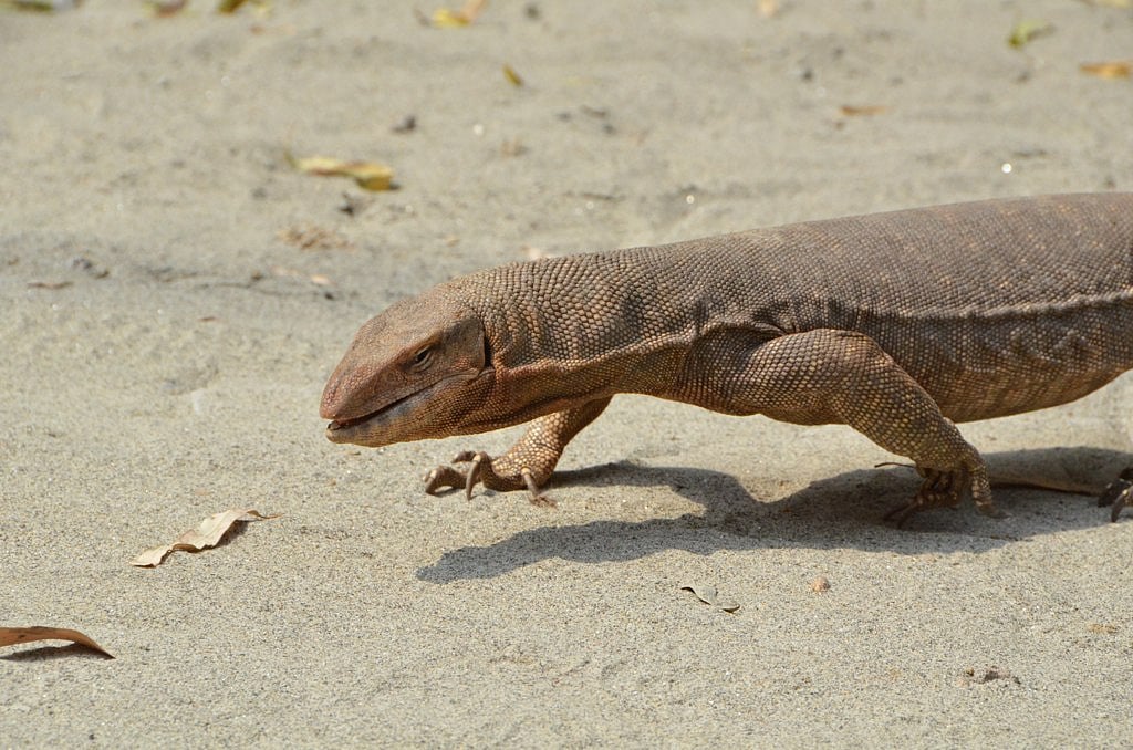 3-foot monitor lizard rescued from Agra ashram  